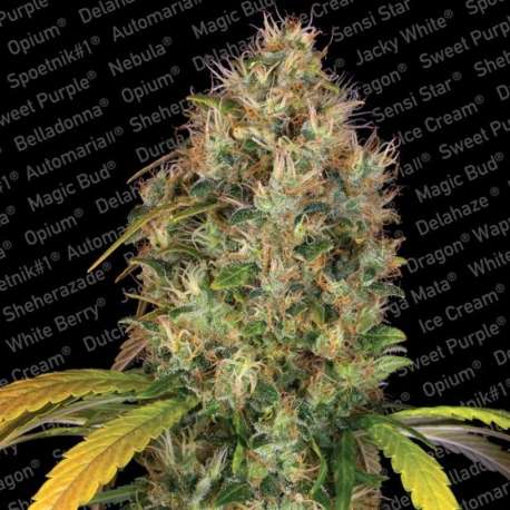 10 UND FEM - DUTCH KUSH * PARADISE SEEDS 10 UND FEMINIZADAS