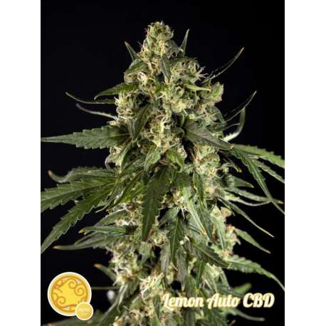 1 UND FEM - LEMON AUTO CBD * PHILOSOPHER 1 UND FEMINIZADAS