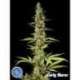 3 UND FEM - EARLY MAROC* PHILOSOPHER SEEDS 3 UND FEM