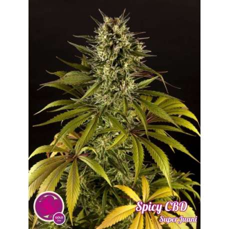 5 UND FEM - SPICY CBD * PHILOSOPHER 5 UND FEM