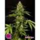 5 UND FEM - SWEETLOVE * PHILOSOPHER SEEDS 5 UND FEM