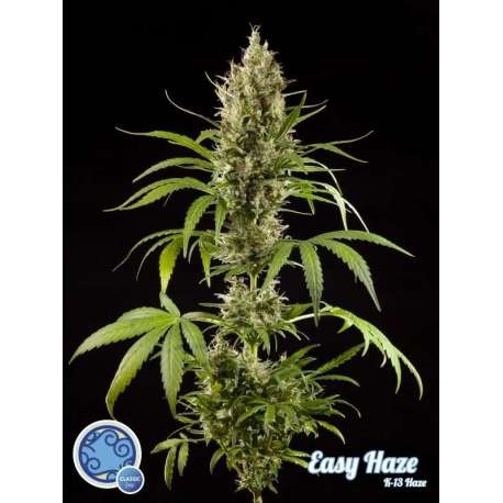 5 UND FEM - EASY HAZE * PHILOSOPHER 5 UND FEM