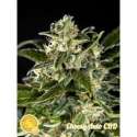 5 UND FEM - CHEESY AUTO CBD * PHILOSOPHER 5 UND FEM
