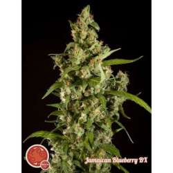 10 UND REG - JAMAICAN BLUEBERRY BX * PHILOSOPHER SEEDS 10 UND REG