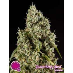 25 UND FEM - GUAVA BERRY KUSH * PHILOSOPHER SEEDS 25 UND FEM