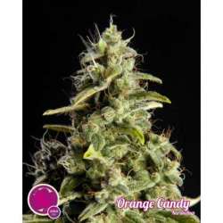 25 UND FEM - ORANGE CANDY * PHILOSOPHER SEEDS 25 UND FEM