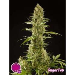 25 UND FEM - SUGARPOP * PHILOSOPHER SEEDS 25 UND FEM