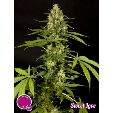 25 UND FEM SWEETLOVE * PHILOSOPHER SEEDS 25 UND FEM