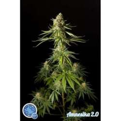 25 UND FEM - AMNESIKA 2.0 * PHILOSOPHER SEEDS 25 UND FEM