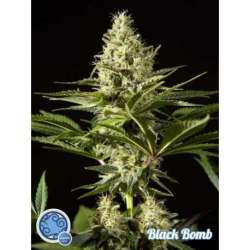 25 UND FEM - BLACKBOMB * PHILOSOPHER SEEDS 25 UND FEM