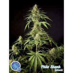 25 UND FEM - PHILO SKUNK * PHILOSOPHER SEEDS 25 UND FEM