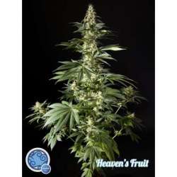 25 UND FEM - HEAVEN'S FRUIT * PHILOSOPHER SEEDS 25 UND FEM