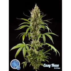 25 UND FEM - EASY HAZE * PHILOSOPHER SEEDS 25 UND FEM