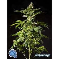 25 UND FEM - TROPIMANGO * PHILOSOPHER SEEDS 25 UND FEM