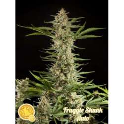 25 UND FEM - FRAGGLE SKUNK AUTO * PHILOSOPHER SEEDS 25 UND FEM