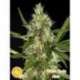 25 UND FEM - WHITE YODA AUTO * PHILOSOPHER SEEDS 25 UND FEM