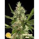25 UND FEM - WHITE YODA AUTO * PHILOSOPHER SEEDS 25 UND FEM