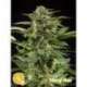 25 UND FEM - CHEESY AUTO * PHILOSOPHER SEEDS 25 UND FEM
