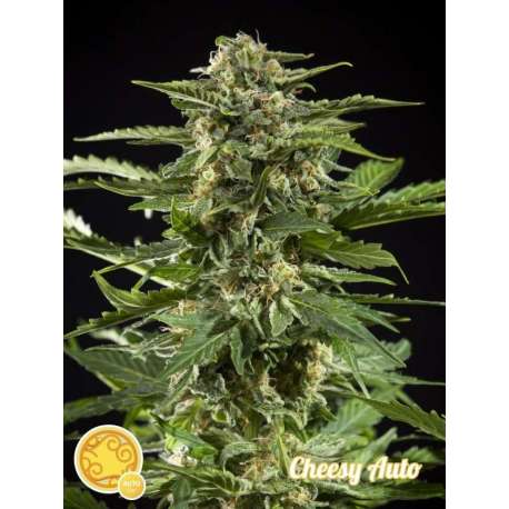 25 UND FEM - CHEESY AUTO * PHILOSOPHER SEEDS 25 UND FEM
