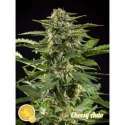 25 UND FEM - CHEESY AUTO * PHILOSOPHER SEEDS 25 UND FEM