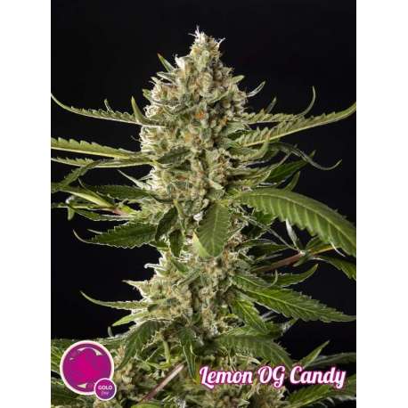 25 UND FEM - LEMON OG CANDY * PHILOSOPHER 25 UND FEMINIZADAS