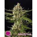 25 UND FEM - LEMON OG CANDY * PHILOSOPHER 25 UND FEMINIZADAS