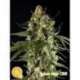 25 UND FEM - LEMON AUTO CBD * PHILOSOPHER 25 UND FEMINIZADAS