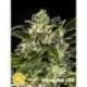 25 UND FEM - CHEESY AUTO CBD * PHILOSOPHER SEEDS 25 UND FEM