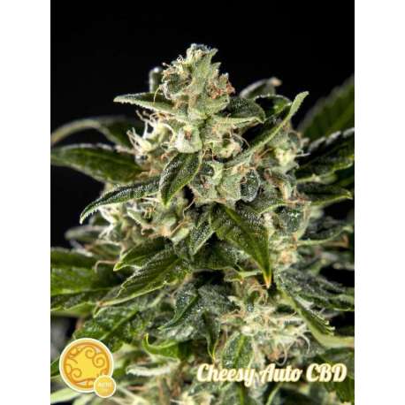 25 UND FEM - CHEESY AUTO CBD * PHILOSOPHER SEEDS 25 UND FEM