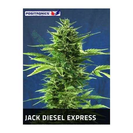 5 UND FEM - JACK DIESEL EXPRESS * POSITRONICS 5 UND FEMINIZADAS