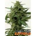 5 UND FEM - NORTHERN HAZE EXPRESS * POSITRONICS 5 UND FEMINIZADAS