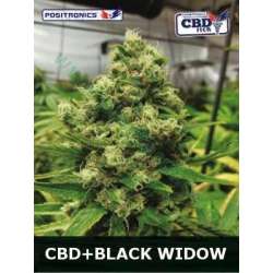 5 UND FEM - BLACK WIDOW CBD * POSITRONICS 5 UND FEMINIZADAS