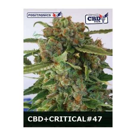 5 UND FEM - CRITICAL 47 CBD * POSITRONICS 5 UND FEMINIZADAS