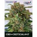 5 UND FEM - CRITICAL 47 CBD * POSITRONICS 5 UND FEMINIZADAS