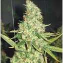 1 UND FEM - PURE POWER PLANT * PROFESSIONAL SEEDS 1 UND FEMINIZADA