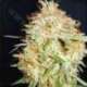 1 UND FEM - CRITICAL WIDOW * PROFESSIONAL SEEDS 1 UND FEMINIZADA