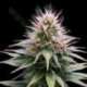 1 UND FEM - NEW YORK DIESEL AUTOMATICA * PROFESSIONAL SEEDS 1 UND FEMINIZADA