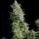 1 UND FEM - ALPUJARREÑA * PYRAMID SEEDS 1 UND FEMINIZADA