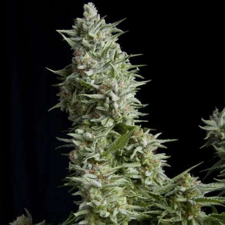 1 UND FEM - ALPUJARREÑA * PYRAMID SEEDS 1 UND FEMINIZADA