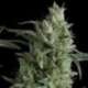 1 UND FEM - KRYPTONITE * PYRAMID SEEDS 1 UND FEMINIZADA