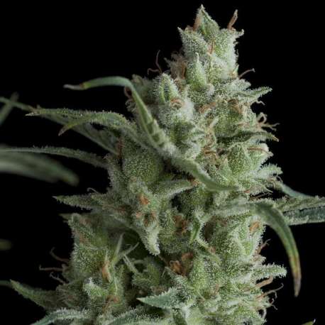 1 UND FEM - KRYPTONITE * PYRAMID SEEDS 1 UND FEMINIZADA