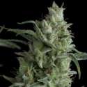 1 UND FEM - KRYPTONITE * PYRAMID SEEDS 1 UND FEMINIZADA