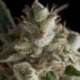 1 UND FEM - FRESH CANDY * PYRAMID SEEDS 1 UND FEMINIZADA