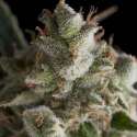 1 UND FEM - FRESH CANDY * PYRAMID SEEDS 1 UND FEMINIZADA