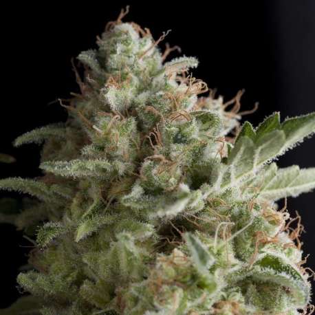 1 UND FEM - AMERICAN PIE * PYRAMID SEEDS 1 UND FEMINIZADA