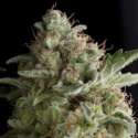 1 UND FEM - AMERICAN PIE * PYRAMID SEEDS 1 UND FEMINIZADA