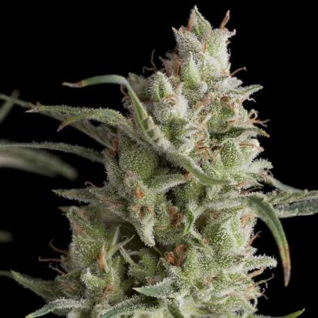 1 UND FEM - SUPER OG KUSH * PYRAMID SEEDS FEMINIZADA 1 UND