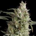 1 UND FEM - SUPER OG KUSH * PYRAMID SEEDS FEMINIZADA 1 UND