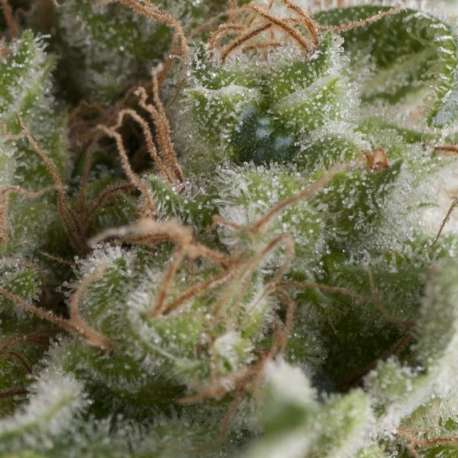 1 UND FEM - AUTO AMERICAN PIE * PYRAMID SEEDS FEMINIZADA 1 UND