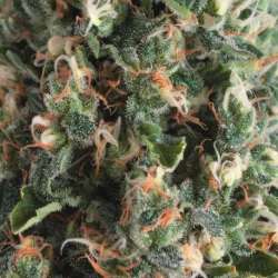 1 UND FEM - AUTO SUPER OG KUSH * PYRAMID SEEDS FEMINIZADA 1 UND